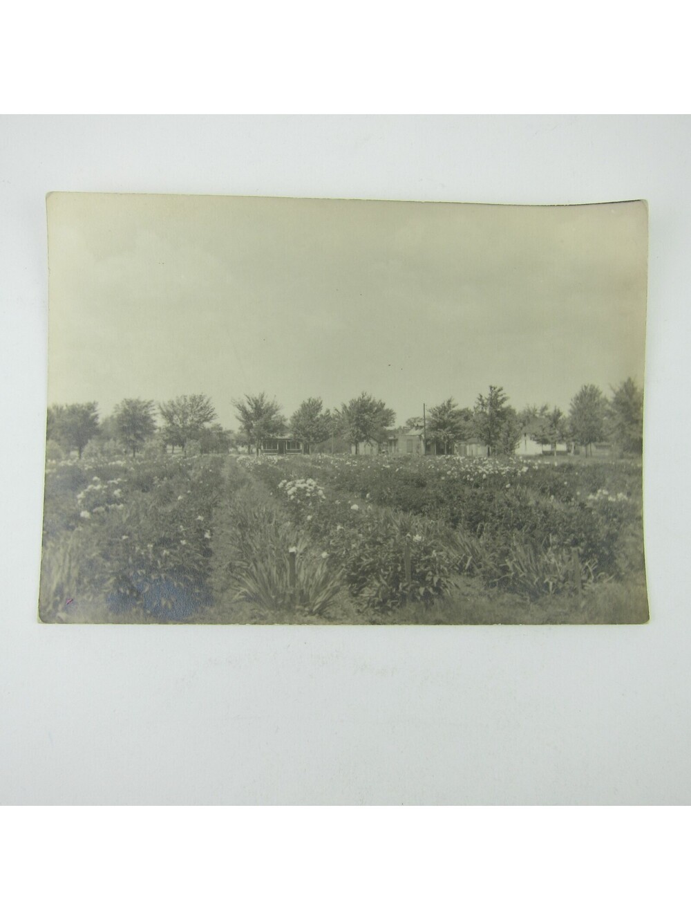 Vintage Photo Fort Wayne Indiana Houses Fields Flower Rows Trees 5x7